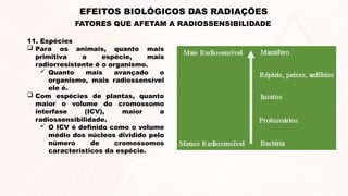 11. Espécies
 Para os animais, quanto mais
primitiva a espécie, mais
radiorresistente é o organismo.
 Quanto mais avançado o
organismo, mais radiossensível
ele é.
 Com espécies de plantas, quanto
maior o volume do cromossomo
interfase (ICV), maior a
radiossensibilidade.
 O ICV é definido como o volume
médio dos núcleos dividido pelo
número de cromossomos
característicos da espécie.
EFEITOS BIOLÓGICOS DAS RADIAÇÕES
FATORES QUE AFETAM A RADIOSSENSIBILIDADE
 
