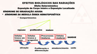  Compartimentos
Células
tronco em
repouso
Células
tronco e
progenitor
es
Precursores
imaturos
Células
maduras SANGUE
proliferativo maduro
ativação
repouso
Proliferação e
diferenciação
amadurecimento saída
SÍNDROME DE IRRADIAÇÃO AGUDA
 SÍNDROME DA MEDULA ÓSSEA HEMATOPOIÉTICA
Efeito Determinístico
Exposição de Corpo Inteiro e Exposição Localizada
EFEITOS BIOLÓGICOS DAS RADIAÇÕES
 