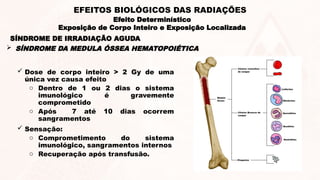  Dose de corpo inteiro > 2 Gy de uma
única vez causa efeito
o Dentro de 1 ou 2 dias o sistema
imunológico é gravemente
comprometido
o Após 7 até 10 dias ocorrem
sangramentos
 Sensação:
o Comprometimento do sistema
imunológico, sangramentos internos
o Recuperação após transfusão.
SÍNDROME DE IRRADIAÇÃO AGUDA
 SÍNDROME DA MEDULA ÓSSEA HEMATOPOIÉTICA
Efeito Determinístico
Exposição de Corpo Inteiro e Exposição Localizada
EFEITOS BIOLÓGICOS DAS RADIAÇÕES
 