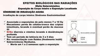 SÍNDROME DE IRRADIAÇÃO AGUDA
Efeito Determinístico
Exposição de Corpo Inteiro e Exposição Localizada
EFEITOS BIOLÓGICOS DAS RADIAÇÕES
Irradiação de corpo inteiro: Síndrome Gastrointestinal
 Associada a exposições de pelo menos 7 a 10 Gy
 Mecanismo: perda de células-tronco das criptas
intestinais, levando à eventual perda da mucosa
GI
 Si/Sx: diarreia e vômitos levando à desidratação
profunda
 Tem um período de latência de 3 a 5 dias
 Rx: ressuscitação com fluidos (finalmente inútil)
 Sobrevivência: Nenhuma.
o Morte em 1 a 2 semanas após a exposição
 