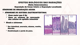  SÍNDROME DO SISTEMA GASTROINTESTINAL
 Dose maior que 6 Gy
 Dano no sistema de renovação
das células do epitélio intestinal
 Sinais e sintomas
 Dor intestinal, anorexia, náusea, vomito,
diarréia.
 Desidratação e perda de peso.
SÍNDROME DE IRRADIAÇÃO AGUDA
Efeito Determinístico
Exposição de Corpo Inteiro e Exposição Localizada
EFEITOS BIOLÓGICOS DAS RADIAÇÕES
 