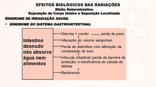  SÍNDROME DO SISTEMA GASTROINTESTINAL
SÍNDROME DE IRRADIAÇÃO AGUDA
Efeito Determinístico
Exposição de Corpo Inteiro e Exposição Localizada
EFEITOS BIOLÓGICOS DAS RADIAÇÕES
 