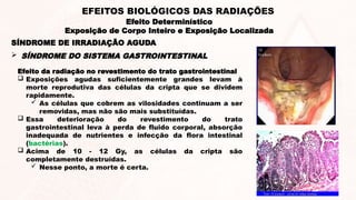 Efeito da radiação no revestimento do trato gastrointestinal
 Exposições agudas suficientemente grandes levam à
morte reprodutiva das células da cripta que se dividem
rapidamente.
 As células que cobrem as vilosidades continuam a ser
removidas, mas não são mais substituídas.
 Essa deterioração do revestimento do trato
gastrointestinal leva à perda de fluido corporal, absorção
inadequada de nutrientes e infecção da flora intestinal
(bactérias).
 Acima de 10 - 12 Gy, as células da cripta são
completamente destruídas.
 Nesse ponto, a morte é certa.
 SÍNDROME DO SISTEMA GASTROINTESTINAL
SÍNDROME DE IRRADIAÇÃO AGUDA
Efeito Determinístico
Exposição de Corpo Inteiro e Exposição Localizada
EFEITOS BIOLÓGICOS DAS RADIAÇÕES
 