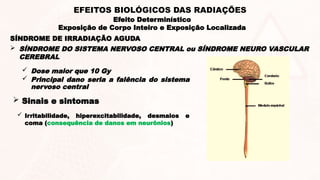  SÍNDROME DO SISTEMA NERVOSO CENTRAL ou SÍNDROME NEURO VASCULAR
CEREBRAL
 Dose maior que 10 Gy
 Principal dano seria a falência do sistema
nervoso central
 Sinais e sintomas
 Irritabilidade, hiperexcitabilidade, desmaios e
coma (consequência de danos em neurônios)
SÍNDROME DE IRRADIAÇÃO AGUDA
Efeito Determinístico
Exposição de Corpo Inteiro e Exposição Localizada
EFEITOS BIOLÓGICOS DAS RADIAÇÕES
 