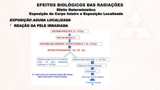  REAÇÃO DA PELE IRRADIADA
EXPOSIÇÃO AGUDA LOCALIZADA
Efeito Determinístico
Exposição de Corpo Inteiro e Exposição Localizada
EFEITOS BIOLÓGICOS DAS RADIAÇÕES
 