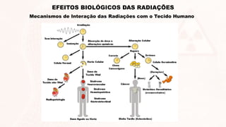 EFEITOS BIOLÓGICOS DAS RADIAÇÕES
Mecanismos de Interação das Radiações com o Tecido Humano
 