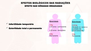 EFEITO NAS GÔNADAS IRRADIADAS
EFEITOS BIOLÓGICOS DAS RADIAÇÕES
 Infertilidade temporária
 Esterilidade total e permanente
 