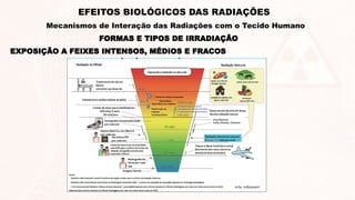 EXPOSIÇÃO A FEIXES INTENSOS, MÉDIOS E FRACOS
FORMAS E TIPOS DE IRRADIAÇÃO
EFEITOS BIOLÓGICOS DAS RADIAÇÕES
Mecanismos de Interação das Radiações com o Tecido Humano
 