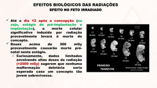  Até o dia 12 após a concepção (ou
seja, estágio de pré-implantação e
implantação), a morte celular
significativa induzida por radiação
provavelmente levará à morte do
concepto.
 Doses acima de 300 mGy
provavelmente causarão morte pré-
natal neste estágio.
o Curiosamente, dados limitados
envolvendo altas doses de radiação
(>2500 mGy) sugerem que nenhuma
malformação deletéria seria
esperada caso um concepto tão
jovem sobrevivesse.
EFEITO NO FETO IRRADIADO
EFEITOS BIOLÓGICOS DAS RADIAÇÕES
 