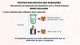 DANOS CELULARES
 Lesão induzida pela radiação: dano molecular
O organismo parece ser mais radiossensível do que as
moléculas de que é composto.
EFEITOS BIOLÓGICOS DAS RADIAÇÕES
Mecanismos de Interação das Radiações com o Tecido Humano
 