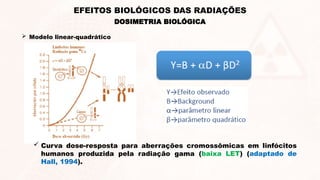  Modelo linear-quadrático
 Curva dose-resposta para aberrações cromossômicas em linfócitos
humanos produzida pela radiação gama (baixa LET) (adaptado de
Hall, 1994).
DOSIMETRIA BIOLÓGICA
EFEITOS BIOLÓGICOS DAS RADIAÇÕES
 
