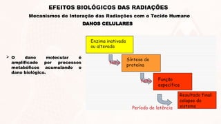  O dano molecular é
amplificado por processos
metabólicos acumulando o
dano biológico.
DANOS CELULARES
EFEITOS BIOLÓGICOS DAS RADIAÇÕES
Mecanismos de Interação das Radiações com o Tecido Humano
 