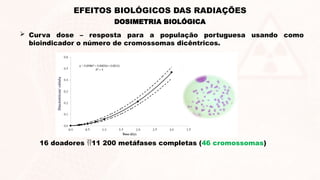  Curva dose – resposta para a população portuguesa usando como
bioindicador o número de cromossomas dicêntricos.
16 doadores 11 200 metáfases completas (46 cromossomas)
DOSIMETRIA BIOLÓGICA
EFEITOS BIOLÓGICOS DAS RADIAÇÕES
 
