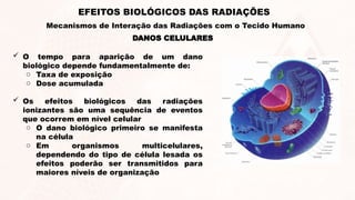  O tempo para aparição de um dano
biológico depende fundamentalmente de:
o Taxa de exposição
o Dose acumulada
 Os efeitos biológicos das radiações
ionizantes são uma sequência de eventos
que ocorrem em nível celular
o O dano biológico primeiro se manifesta
na célula
o Em organismos multicelulares,
dependendo do tipo de célula lesada os
efeitos poderão ser transmitidos para
maiores níveis de organização
DANOS CELULARES
EFEITOS BIOLÓGICOS DAS RADIAÇÕES
Mecanismos de Interação das Radiações com o Tecido Humano
 