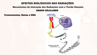 Cromossomas, Genes e DNA
DANOS CELULARES
EFEITOS BIOLÓGICOS DAS RADIAÇÕES
Mecanismos de Interação das Radiações com o Tecido Humano
 