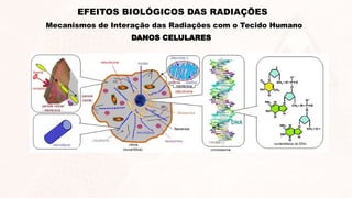 DANOS CELULARES
EFEITOS BIOLÓGICOS DAS RADIAÇÕES
Mecanismos de Interação das Radiações com o Tecido Humano
 