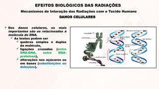  Dos danos celulares, os mais
importantes são os relacionados à
molécula do DNA.
 As lesões podem ser
 quebras simples e duplas
da molécula,
 ligações cruzadas (entre
DNA-DNA, entre DNA-
proteínas),
 alterações nos açúcares ou
em bases (substituições ou
deleções).
DANOS CELULARES
EFEITOS BIOLÓGICOS DAS RADIAÇÕES
Mecanismos de Interação das Radiações com o Tecido Humano
 