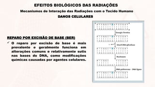 REPARO POR EXCISÃO DE BASE (BER)
 O reparo por excisão de base é mais
prevalente e geralmente funciona em
alterações comuns e relativamente sutis
nas bases do DNA, como modificações
químicas causadas por agentes celulares.
DANOS CELULARES
EFEITOS BIOLÓGICOS DAS RADIAÇÕES
Mecanismos de Interação das Radiações com o Tecido Humano
 
