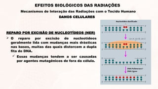 REPARO POR EXCISÃO DE NUCLEOTÍDEOS (NER)
 O reparo por excisão de nucleotídeos
geralmente lida com mudanças mais drásticas
nas bases, muitas das quais distorcem a dupla
fita do DNA.
 Essas mudanças tendem a ser causadas
por agentes mutagênicos de fora da célula.
DANOS CELULARES
EFEITOS BIOLÓGICOS DAS RADIAÇÕES
Mecanismos de Interação das Radiações com o Tecido Humano
 
