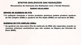 REPARO DE QUEBRAS DE FITA
 A radiação ionizante e certos produtos químicos podem produzir quebras
de fita simples (SSBs) e quebras de fita dupla (DSBs) na estrutura do DNA.
QUEBRAS DE FITA SIMPLES (SSBs)
 As quebras em uma única fita da molécula de DNA são reparadas usando os
mesmos sistemas enzimáticos que são usados no Reparo por Excisão de
Base (BER).
DANOS CELULARES
EFEITOS BIOLÓGICOS DAS RADIAÇÕES
Mecanismos de Interação das Radiações com o Tecido Humano
 