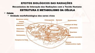 ESTRUTURA E METABOLISMO DA CÉLULA
 Célula
 Unidade morfofisiológica dos seres vivos
EFEITOS BIOLÓGICOS DAS RADIAÇÕES
Mecanismos de Interação das Radiações com o Tecido Humano
 