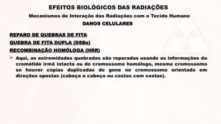 REPARO DE QUEBRAS DE FITA
QUEBRA DE FITA DUPLA (DSBs)
RECOMBINAÇÃO HOMÓLOGA (HRR)
 Aqui, as extremidades quebradas são reparadas usando as informações da
cromátide irmã intacta ou do cromossomo homólogo, mesmo cromossomo
se houver cópias duplicadas do gene no cromossomo orientado em
direções opostas (cabeça a cabeça ou costas com costas).
DANOS CELULARES
EFEITOS BIOLÓGICOS DAS RADIAÇÕES
Mecanismos de Interação das Radiações com o Tecido Humano
 