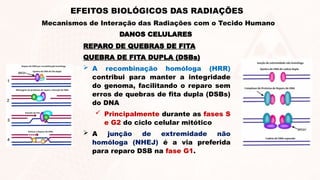 REPARO DE QUEBRAS DE FITA
QUEBRA DE FITA DUPLA (DSBs)
 A recombinação homóloga (HRR)
contribui para manter a integridade
do genoma, facilitando o reparo sem
erros de quebras de fita dupla (DSBs)
do DNA
 Principalmente durante as fases S
e G2 do ciclo celular mitótico
 A junção de extremidade não
homóloga (NHEJ) é a via preferida
para reparo DSB na fase G1.
DANOS CELULARES
EFEITOS BIOLÓGICOS DAS RADIAÇÕES
Mecanismos de Interação das Radiações com o Tecido Humano
 