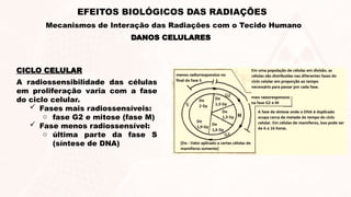 CICLO CELULAR
A radiossensibilidade das células
em proliferação varia com a fase
do ciclo celular.
 Fases mais radiossensíveis:
o fase G2 e mitose (fase M)
 Fase menos radiossensível:
o última parte da fase S
(síntese de DNA)
DANOS CELULARES
EFEITOS BIOLÓGICOS DAS RADIAÇÕES
Mecanismos de Interação das Radiações com o Tecido Humano
 