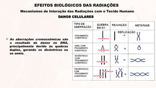  As aberrações cromossômicas são
o resultado de danos no DNA,
principalmente devido às quebras
duplas, gerando os dicêntricos ou
os anéis.
DANOS CELULARES
EFEITOS BIOLÓGICOS DAS RADIAÇÕES
Mecanismos de Interação das Radiações com o Tecido Humano
 