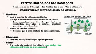  Membrana
 Isola o interior da célula do ambiente.
 Protege e estabelece os limites físicos da célula,
o Está associada ao fato de que todos os
nutrientes, secreções e rejeitos precisam
passar por esta barreira.
 Acopla as células vizinhas
o Pectina, que é uma mistura de polissacarídeos.
 Citoplasma
 Formado principalmente por água e proteína.
 Núcleo
 É a sede do material hereditário (no núcleo das
célula encontramos os cromossomos)
ESTRUTURA E METABOLISMO DA CÉLULA
EFEITOS BIOLÓGICOS DAS RADIAÇÕES
Mecanismos de Interação das Radiações com o Tecido Humano
 