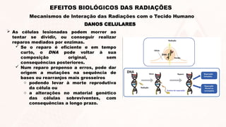  As células lesionadas podem morrer ao
tentar se dividir, ou conseguir realizar
reparos mediados por enzimas.
 Se o reparo é eficiente e em tempo
curto, o DNA pode voltar à sua
composição original, sem
consequências posteriores.
 Num reparo propenso a erros, pode dar
origem a mutações na sequência de
bases ou rearranjos mais grosseiros
o podendo levar à morte reprodutiva
da célula ou
o a alterações no material genético
das células sobreviventes, com
consequências a longo prazo.
DANOS CELULARES
EFEITOS BIOLÓGICOS DAS RADIAÇÕES
Mecanismos de Interação das Radiações com o Tecido Humano
 