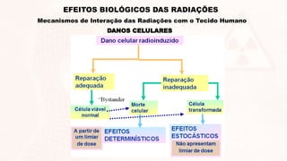 DANOS CELULARES
EFEITOS BIOLÓGICOS DAS RADIAÇÕES
Mecanismos de Interação das Radiações com o Tecido Humano
 