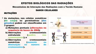 MUTAÇÕES
 As mutações, nas células somáticas
(do corpo) ou germinativas (das
gônadas) podem ser classificadas em
3 grupos:
a) Mutações pontuais (alterações na
sequência de bases do DNA);
b) Aberrações cromossomiais
estruturais (quebra nos
cromossomos); e
c) Aberrações cromossomiais
numéricas (aumento ou
diminuição no número de
cromossomos).
DANOS CELULARES
EFEITOS BIOLÓGICOS DAS RADIAÇÕES
Mecanismos de Interação das Radiações com o Tecido Humano
 