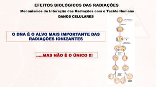 O DNA É O ALVO MAIS IMPORTANTE DAS
RADIAÇÕES IONIZANTES
…..MAS NÃO É O ÚNICO !!!
DANOS CELULARES
EFEITOS BIOLÓGICOS DAS RADIAÇÕES
Mecanismos de Interação das Radiações com o Tecido Humano
 