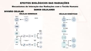 DIVISÃO CELULAR
CÉLULAS SOMÁTICAS
CÉLULAS GERMINAIS
DANOS CELULARES
EFEITOS BIOLÓGICOS DAS RADIAÇÕES
Mecanismos de Interação das Radiações com o Tecido Humano
 