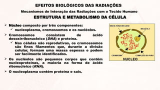  Núcleo composto por três componentes:
 nucleoplasma, cromossomos e os nucléolos.
 Cromossomos consistem de ácido
desoxirribonucleico (DNA) e proteína.
 Nas células não reprodutivas, os cromossomos
são finos filamentos que, durante a divisão
celular, formam uma massa espessa e podem
ser facilmente identificados.
 Os nucléolos são pequenos corpos que contêm
nucleoproteínas, a maioria na forma de ácido
ribonucleico (RNA).
 O nucleoplasma contém proteína e sais.
ESTRUTURA E METABOLISMO DA CÉLULA
EFEITOS BIOLÓGICOS DAS RADIAÇÕES
Mecanismos de Interação das Radiações com o Tecido Humano
 
