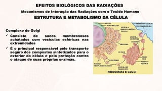 Complexo de Golgi
 Consiste de sacos membranosos
achatados com vesículas esféricas nas
extremidades
 É o principal responsável pelo transporte
seguro dos compostos sintetizados para o
exterior da célula e pela proteção contra
o ataque de suas próprias enzimas.
ESTRUTURA E METABOLISMO DA CÉLULA
EFEITOS BIOLÓGICOS DAS RADIAÇÕES
Mecanismos de Interação das Radiações com o Tecido Humano
 