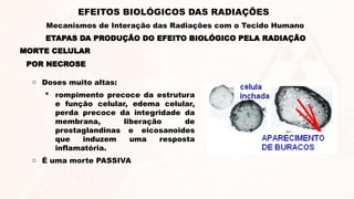 ETAPAS DA PRODUÇÃO DO EFEITO BIOLÓGICO PELA RADIAÇÃO
EFEITOS BIOLÓGICOS DAS RADIAÇÕES
Mecanismos de Interação das Radiações com o Tecido Humano
MORTE CELULAR
POR NECROSE
o Doses muito altas:
 rompimento precoce da estrutura
e função celular, edema celular,
perda precoce da integridade da
membrana, liberação de
prostaglandinas e eicosanoides
que induzem uma resposta
inflamatória.
o É uma morte PASSIVA
 