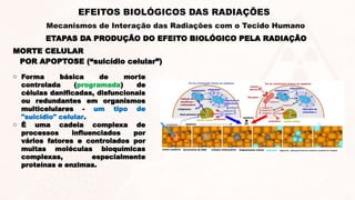 ETAPAS DA PRODUÇÃO DO EFEITO BIOLÓGICO PELA RADIAÇÃO
EFEITOS BIOLÓGICOS DAS RADIAÇÕES
Mecanismos de Interação das Radiações com o Tecido Humano
MORTE CELULAR
POR APOPTOSE (“suicídio celular”)
o Forma básica de morte
controlada (programada) de
células danificadas, disfuncionais
ou redundantes em organismos
multicelulares - um tipo de
"suicídio" celular.
o É uma cadeia complexa de
processos influenciados por
vários fatores e controlados por
muitas moléculas bioquímicas
complexas, especialmente
proteínas e enzimas.
 