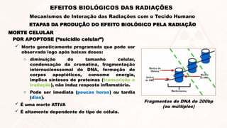 ETAPAS DA PRODUÇÃO DO EFEITO BIOLÓGICO PELA RADIAÇÃO
EFEITOS BIOLÓGICOS DAS RADIAÇÕES
Mecanismos de Interação das Radiações com o Tecido Humano
MORTE CELULAR
POR APOPTOSE (“suicídio celular”)
 Morte geneticamente programada que pode ser
observada logo após baixas doses:
o diminuição do tamanho celular,
condensação da cromatina, fragmentação
internucleossomal do DNA, formação de
corpos apoptóticos, consome energia,
implica sínteses de proteínas (transcrição e
tradução), não induz resposta inflamatória.
o Pode ser imediata (poucas horas) ou tardia
(dias).
 É uma morte ATIVA
 É altamente dependente do tipo de célula.
Fragmentos de DNA de 200bp
(ou múltiplos)
 
