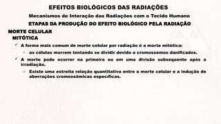 ETAPAS DA PRODUÇÃO DO EFEITO BIOLÓGICO PELA RADIAÇÃO
EFEITOS BIOLÓGICOS DAS RADIAÇÕES
Mecanismos de Interação das Radiações com o Tecido Humano
MORTE CELULAR
MITÓTICA
 A forma mais comum de morte celular por radiação é a morte mitótica:
o as células morrem tentando se dividir devido a cromossomos danificados.
 A morte pode ocorrer na primeira ou em uma divisão subsequente após a
irradiação.
o Existe uma estreita relação quantitativa entre a morte celular e a indução de
aberrações cromossômicas específicas.
 
