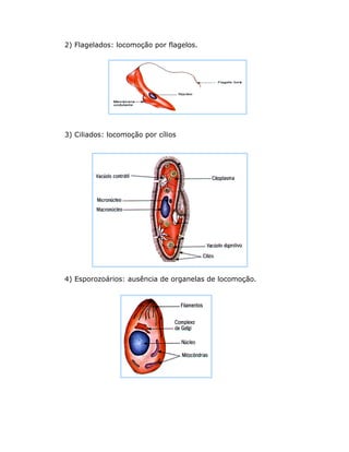 2) Flagelados: locomoção por flagelos.
3) Ciliados: locomoção por cílios
4) Esporozoários: ausência de organelas de locomoção.
 
