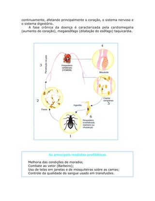 continuamente, afetando principalmente o coração, o sistema nervoso e
o sistema digestório.
A fase crônica da doença é caracterizada pela cardiomegalia
(aumento do coração), megaesôfago (dilatação do esôfago) taquicardia.
As principais medidas profiláticas
• Melhoria das condições de moradia;
• Combate ao vetor (Barbeiro);
• Uso de telas em janelas e de mosquiteiras sobre as camas;
• Controle da qualidade do sangue usado em transfusões.
 