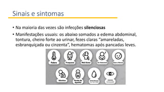 Sinais e sintomas
• Na maioria das vezes são infecções silenciosas
• Manifestações usuais: os abaixo somados a edema abdominal,
tontura, cheiro forte ao urinar, fezes claras “amareladas,
esbranquiçada ou cinzenta”, hematomas após pancadas leves.
 