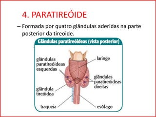 4. PARATIREÓIDE
– Formada por quatro glândulas aderidas na parte
posterior da tireoide.
 