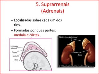 5. Suprarrenais
(Adrenais)
– Localizadas sobre cada um dos
rins.
– Formadas por duas partes:
medula e córtex.
 