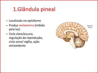1.Glândula pineal
– Localizada no epitálamo
– Produz melatonina (inibida
pela luz)
– Ciclo claro/escuro,
regulação da reprodução,
ciclo sono/ vigília, ação
antioxidante
 