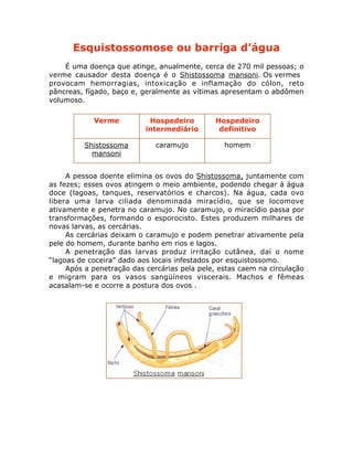 Esquistossomose ou barriga d’água
É uma doença que atinge, anualmente, cerca de 270 mil pessoas; o
verme causador desta doença é o Shistossoma mansoni. Os vermes
provocam hemorragias, intoxicação e inflamação do cólon, reto
pâncreas, fígado, baço e, geralmente as vítimas apresentam o abdômen
volumoso.
A pessoa doente elimina os ovos do Shistossoma, juntamente com
as fezes; esses ovos atingem o meio ambiente, podendo chegar à água
doce (lagoas, tanques, reservatórios e charcos). Na água, cada ovo
libera uma larva ciliada denominada miracídio, que se locomove
ativamente e penetra no caramujo. No caramujo, o miracídio passa por
transformações, formando o esporocisto. Estes produzem milhares de
novas larvas, as cercárias.
As cercárias deixam o caramujo e podem penetrar ativamente pela
pele do homem, durante banho em rios e lagos.
A penetração das larvas produz irritação cutânea, daí o nome
“lagoas de coceira” dado aos locais infestados por esquistossomo.
Após a penetração das cercárias pela pele, estas caem na circulação
e migram para os vasos sangüíneos viscerais. Machos e fêmeas
acasalam-se e ocorre a postura dos ovos .
Verme Hospedeiro
intermediário
Hospedeiro
definitivo
Shistossoma
mansoni
caramujo homem
 