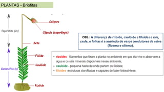 Aula 23 - Reino Plantae/Vegetal - Briófitas.pdf