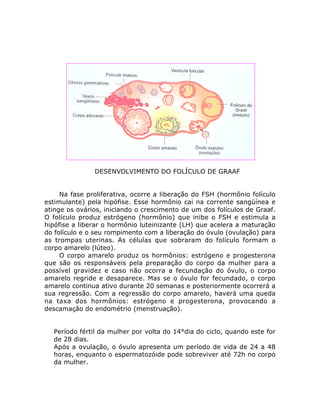 DESENVOLVIMENTO DO FOLÍCULO DE GRAAF
Na fase proliferativa, ocorre a liberação do FSH (hormônio folículo
estimulante) pela hipófise. Esse hormônio cai na corrente sangüínea e
atinge os ovários, iniciando o crescimento de um dos folículos de Graaf.
O folículo produz estrógeno (hormônio) que inibe o FSH e estimula a
hipófise a liberar o hormônio luteinizante (LH) que acelera a maturação
do folículo e o seu rompimento com a liberação do óvulo (ovulação) para
as trompas uterinas. As células que sobraram do folículo formam o
corpo amarelo (lúteo).
O corpo amarelo produz os hormônios: estrógeno e progesterona
que são os responsáveis pela preparação do corpo da mulher para a
possível gravidez e caso não ocorra a fecundação do óvulo, o corpo
amarelo regride e desaparece. Mas se o óvulo for fecundado, o corpo
amarelo continua ativo durante 20 semanas e posteriormente ocorrerá a
sua regressão. Com a regressão do corpo amarelo, haverá uma queda
na taxa dos hormônios: estrógeno e progesterona, provocando a
descamação do endométrio (menstruação).
• Período fértil da mulher por volta do 14°dia do ciclo, quando este for
de 28 dias.
• Após a ovulação, o óvulo apresenta um período de vida de 24 a 48
horas, enquanto o espermatozóide pode sobreviver até 72h no corpo
da mulher.
 